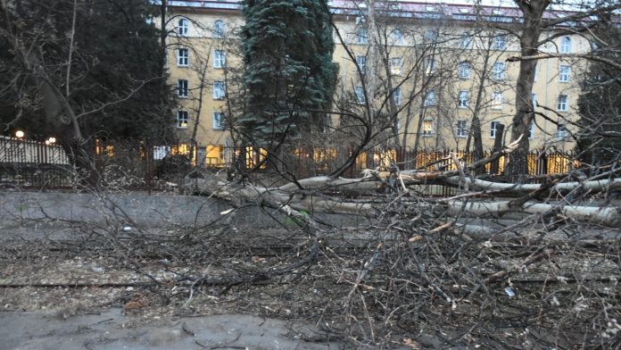 паднали дървета софия