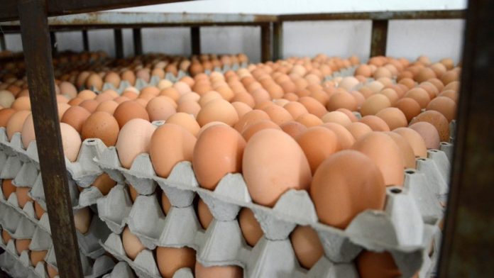 ukr eggs