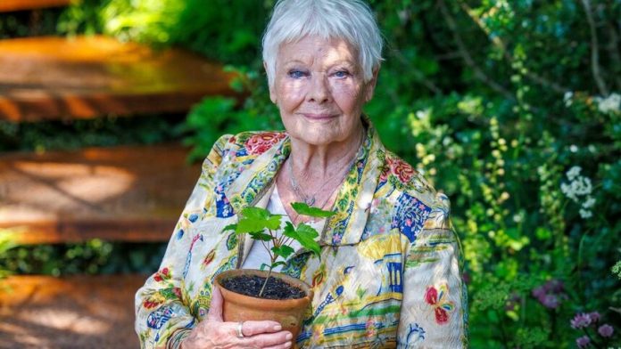 djudi dench