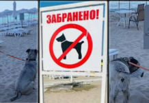 Ето какво отговаря украинка, когато ѝ кажеш, че е забранено за кучета на плажа