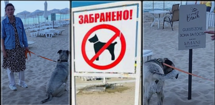 ukrainka-dog