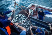 Заради военните действия уловът в Черно море намалява драстично, рибарите предупреждават за поскъпване